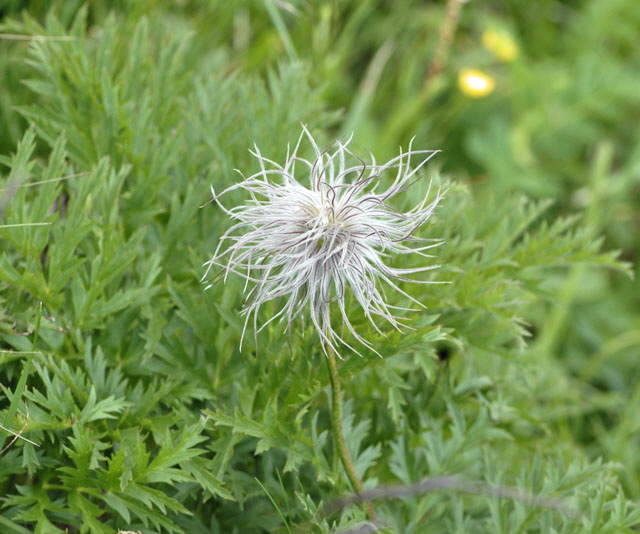 Alpen-Kuhschelle (Pulsatilla alpina  9.7.2011 Allgu Alpen Fellhorn NIKON 086