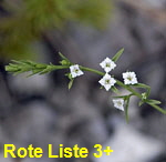 Alpen-Leinblatt (Thesium alpinum) 1 kl.1