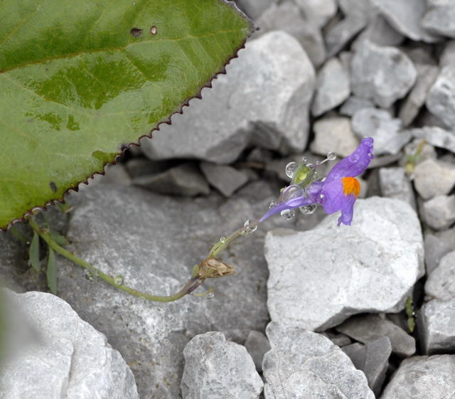 Alpen-Leinkraut (Linaria alpina)  2011-07-15 Nationalpark Berchtesgarden Wimbachtal NIKON 031 (2)