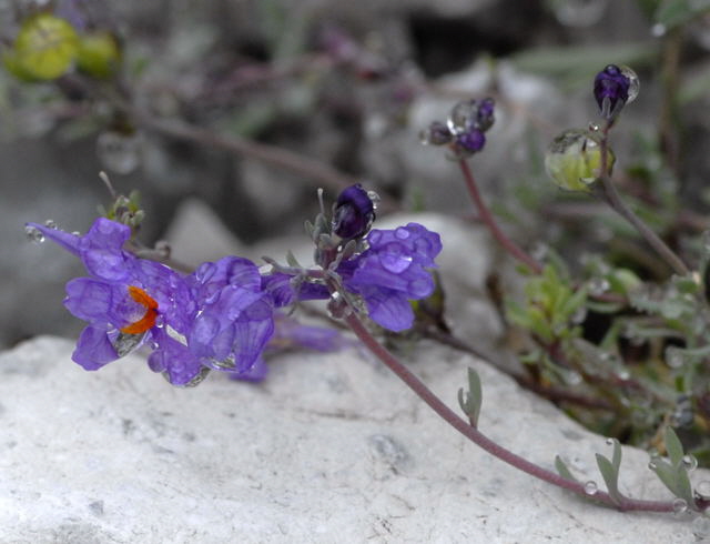 Alpen-Leinkraut (Linaria alpina)  2011-07-15 Nationalpark Berchtesgarden Wimbachtal NIKON 034