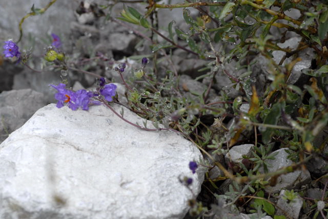 Alpen-Leinkraut (Linaria alpina)  2011-07-15 Nationalpark Berchtesgarden Wimbachtal NIKON 035