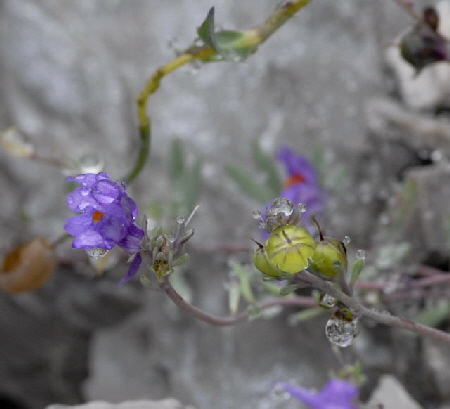 Alpen-Leinkraut (Linaria alpina)  2011-07-15 Nationalpark Berchtesgarden Wimbachtal NIKON 036