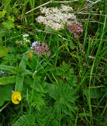 Alpen-Mutterwurz (Ligusticum mutellina)  9.7.2011 Allgu Alpen Fellhorn Oberstdorf-Faistenoy 036