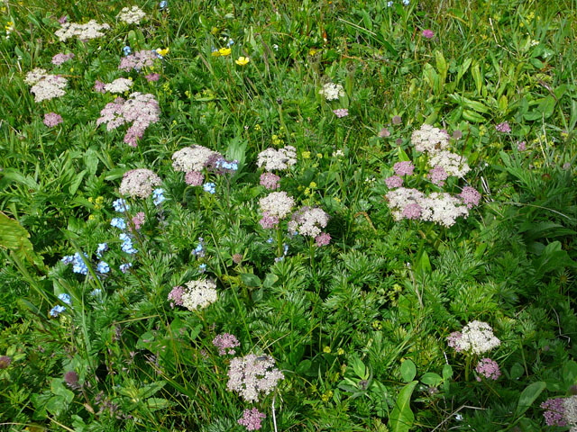 Alpen-Mutterwurz (Ligusticum mutellina)  9.7.2011 Allgu Alpen Fellhorn Oberstdorf-Faistenoy 039