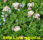 Alpen-Mutterwurz (Ligusticum mutellina)  kl.