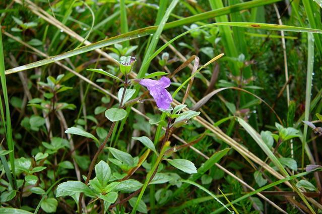 Alpen-Steinquendel (Acinos alpinus) 2011-07-15 Nationalpark Berchtesgarden Wimbachklamm+gries 030