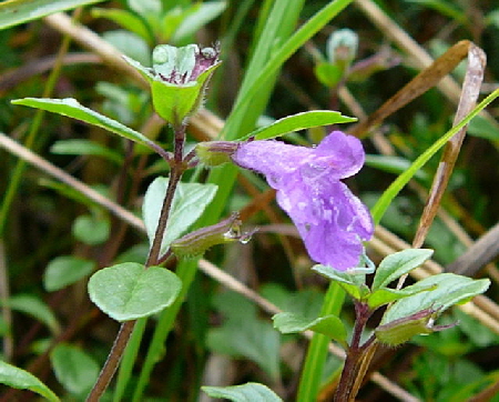 Alpen-Steinquendel (Acinos alpinus) 2011-07-15 Nationalpark Berchtesgarden Wimbachklamm+gries 030a