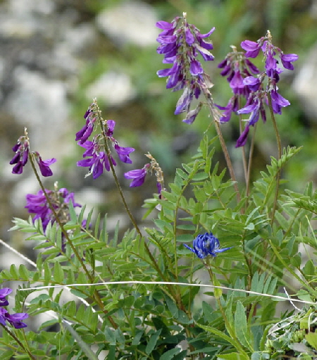 Alpen-Sklee (Hedysarum hedysaroides) 9.7.2011 Allgu Alpen Fellhorn NIKON 074a