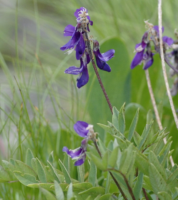 Alpen-Sklee (Hedysarum hedysaroides) 9.7.2011 Allgu Alpen Fellhorn NIKON 073