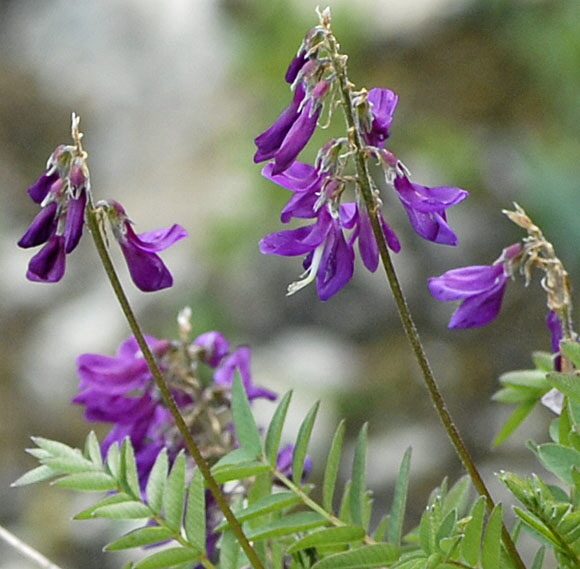 Alpen-Sklee (Hedysarum hedysaroides) 9.7.2011 Allgu Alpen Fellhorn NIKON 074b