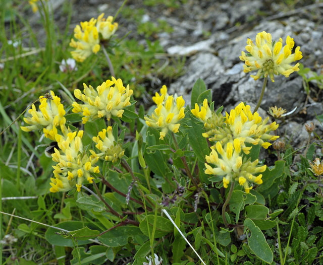 Alpen-Wundklee (Anthyllis vulneraria ssp. alpestris) 9.7.2011 Allgu Alpen Fellhorn NIKON 068