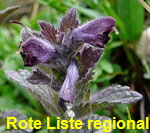 Alpenhelm (Bartsia alpina) kl.