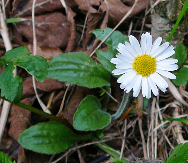 Alpenmaliebchen (Aster bellidiastrum) Mai  2012 Alpen Ammergebirge, Grasnang 105