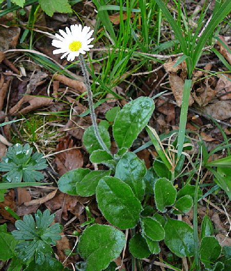 Alpenmaliebchen (Aster bellidiastrum) Mai 2012 Alpen Ammergebirge, Grasnang 111