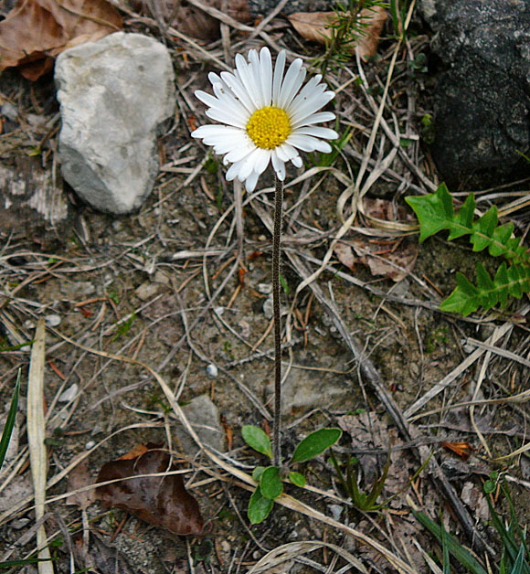 Alpenmaliebchen (Aster bellidiastrum) Mai 2012 Alpen Ammergebirge, Grasnang 117