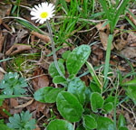 Alpenmaliebchen (Aster bellidiastrum) kl.