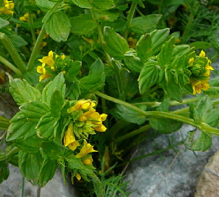 Alpenrachen (Tozzia alpina)  Urlaub 2011 11.7.2011 Kreut Alm, Alpspitze Bergbahn Garmisch 050b