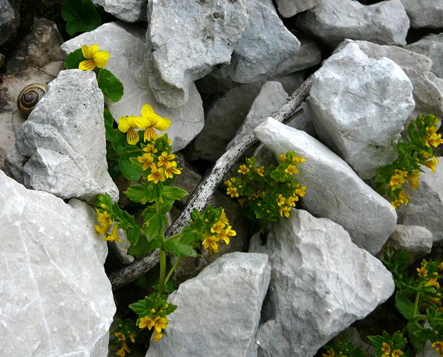 Alpenrachen (Tozzia alpina)  Urlaub 2011 11.7.2011 Kreut Alm, Alpspitze Bergbahn Garmisch 049a