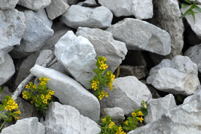 Alpenrachen (Tozzia alpina)  Urlaub 2011 11.7.2011 Kreut Alm, Alpspitze Bergbahn NIKON 043