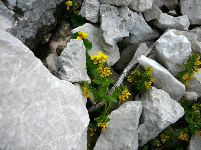 Alpenrachen (Tozzia alpina) Urlaub 2011 11.7.2011 Kreut Alm, Alpspitze Bergbahn Garmisch 049