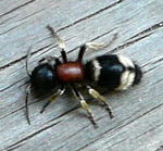 Ameisenwespe - Mutilla marginata kl.