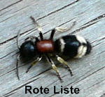 Ameisenwespe - Mutilla marginata kl.