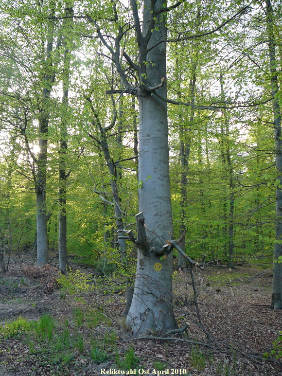 April 2010 Viernheimer Heide + Garten 030
