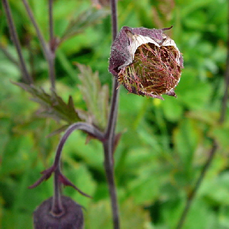 Bach-Nelkenwurz (Geum rivale) 9.7.2011 Allgu Alpen Fellhorn Oberstdorf-Faistenoy 059
