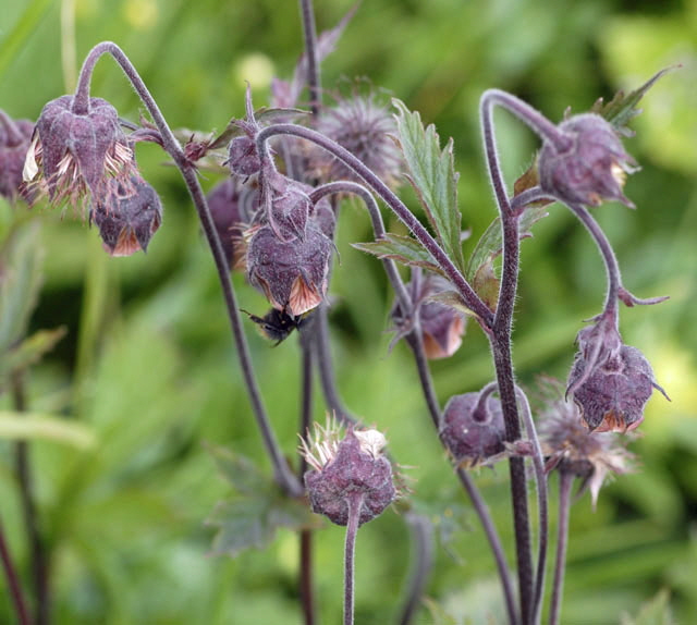 Bach-Nelkenwurz (Geum rivale) 9.7.2011 Allgu Alpen Fellhorn NIKON 036