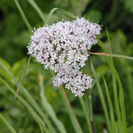 Berg-Baldrian (Valeriana montana) 9.7.2011 Allgu Alpen Fellhorn NIKON 091