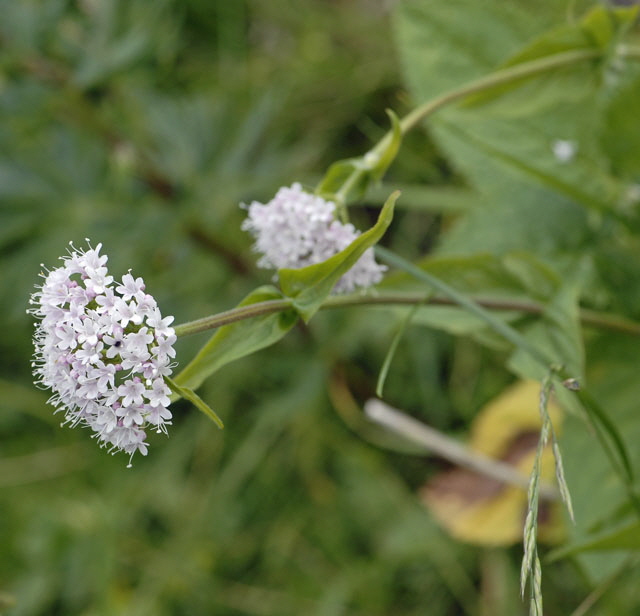 Berg-Baldrian (Valeriana montana) 9.7.2011 Allgu Alpen Fellhorn NIKON2 148
