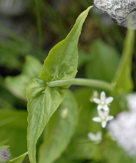 Berg-Baldrian (Valeriana montana) 9.7.2011 Allgu Alpen Fellhorn NIKON2 147