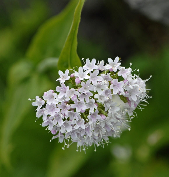 Berg-Baldrian (Valeriana montana) 9.7.2011 Allgu Alpen Fellhorn NIKON2 146