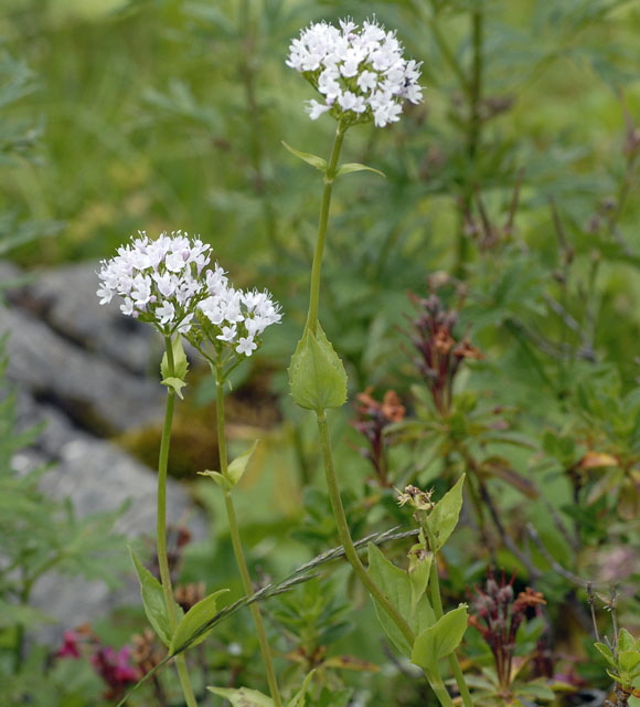 Berg-Baldrian (Valeriana montana) 9.7.2011 Allgu Alpen Fellhorn NIKON2 157