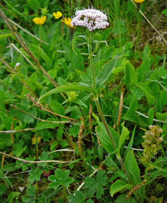 Berg-Baldrian (Valeriana montana) 9.7.2011 Allgu Alpen Fellhorn Oberstdorf-Faistenoy 088
