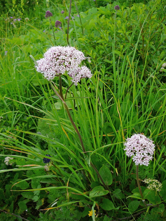 Berg-Baldrian (Valeriana montana) 9.7.2011 Allgu Alpen Fellhorn Oberstdorf-Faistenoy 099