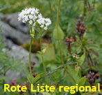 Berg-Baldrian (Valeriana montana) weiss kl. Berg-Baldrian (Valeriana montana) weiss kl.