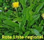 Berg-Pippau (Crepis bocconei) jetzt Crepis ponta kl.