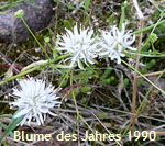 Berg-Sandglckchen (Jasione montana) wei kl.