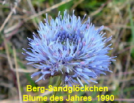 Berg-Sandglckchen Juni 2010 