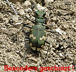 Berg-Sandlaufkfer (Cicindela sylvicola) kl.