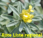 Berg-Steinkraut (Alyssum montanum) kl.