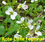 Bitteres Schaumkraut (Cardamine amara) 1 kl.
