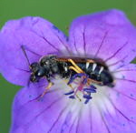 Blattwespe Elinora koehleri kl.