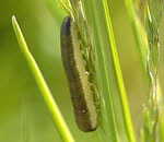 Blattwespenlarve 10 kl.