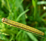 Blattwespenlarve 8 kl.