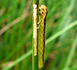 Blattwespenlarve 8 n kl.