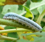 Blattwespenlarve 9 kl.