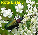 Blaubock (Gaurotes virginea) kl