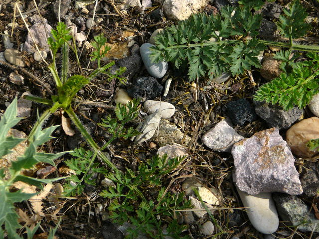 Blaue dlandschrecke (Oedipoda caerulescens) Larve Juni 2011 Huettenfeld Insekten + Mannheim Firmenparkplatz 054